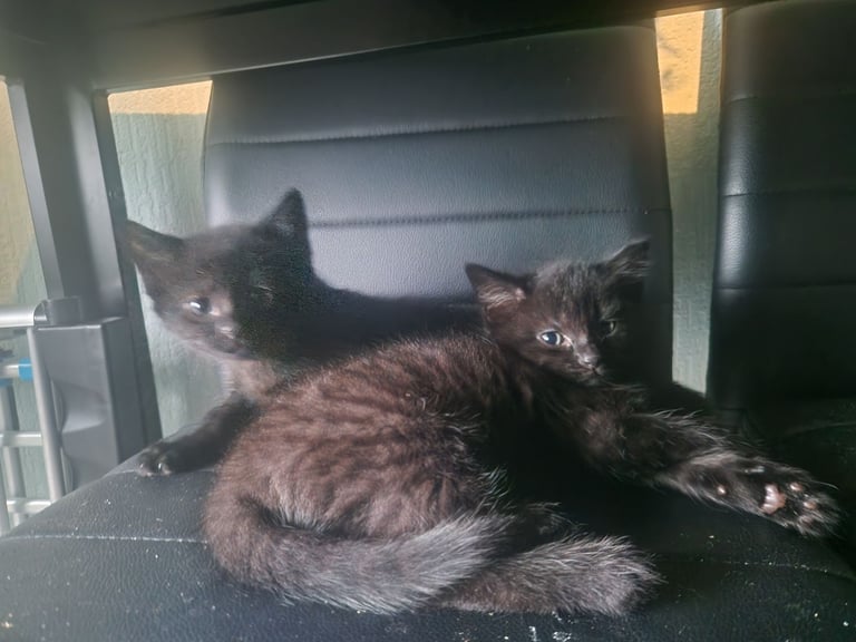 Kittens for sale