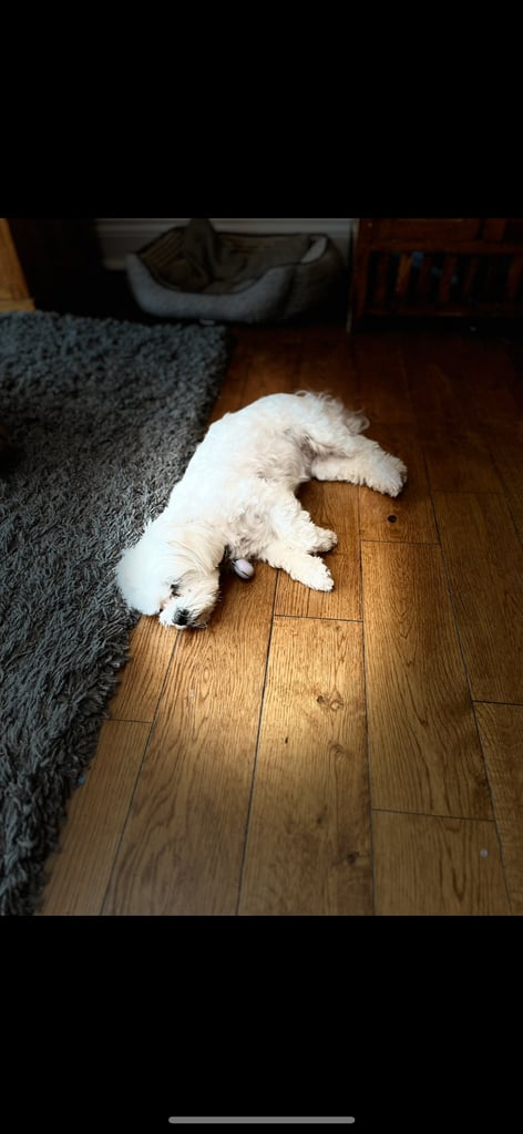 Adorable Maltese terrier puppies 