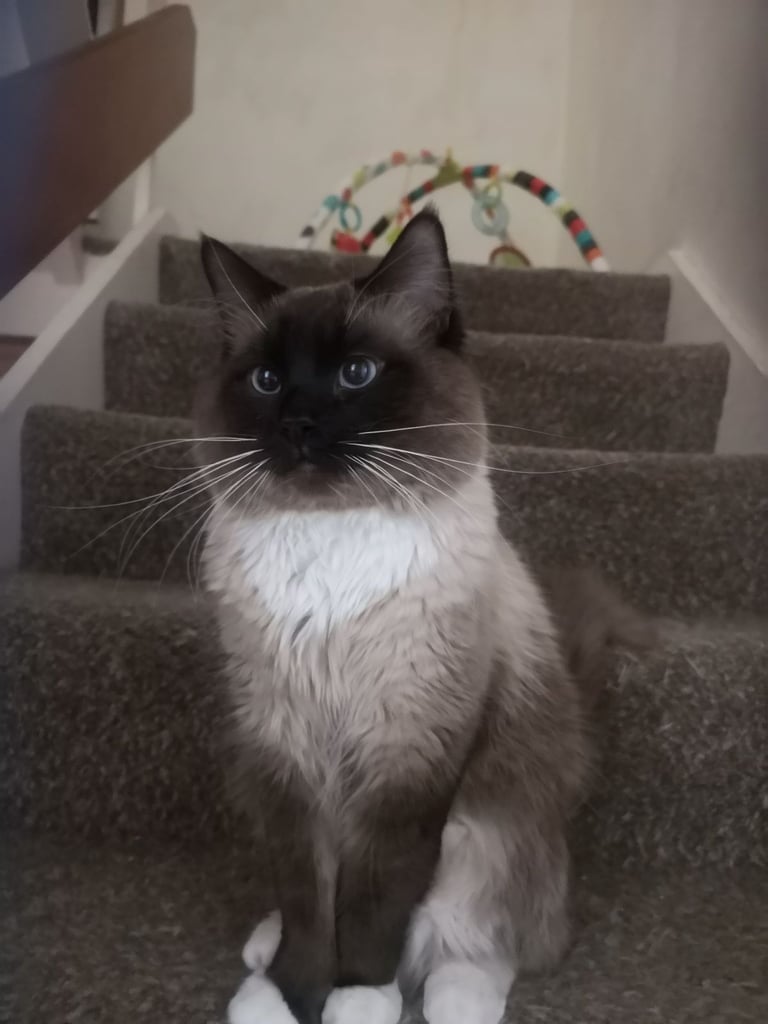 Male Ragdoll cat