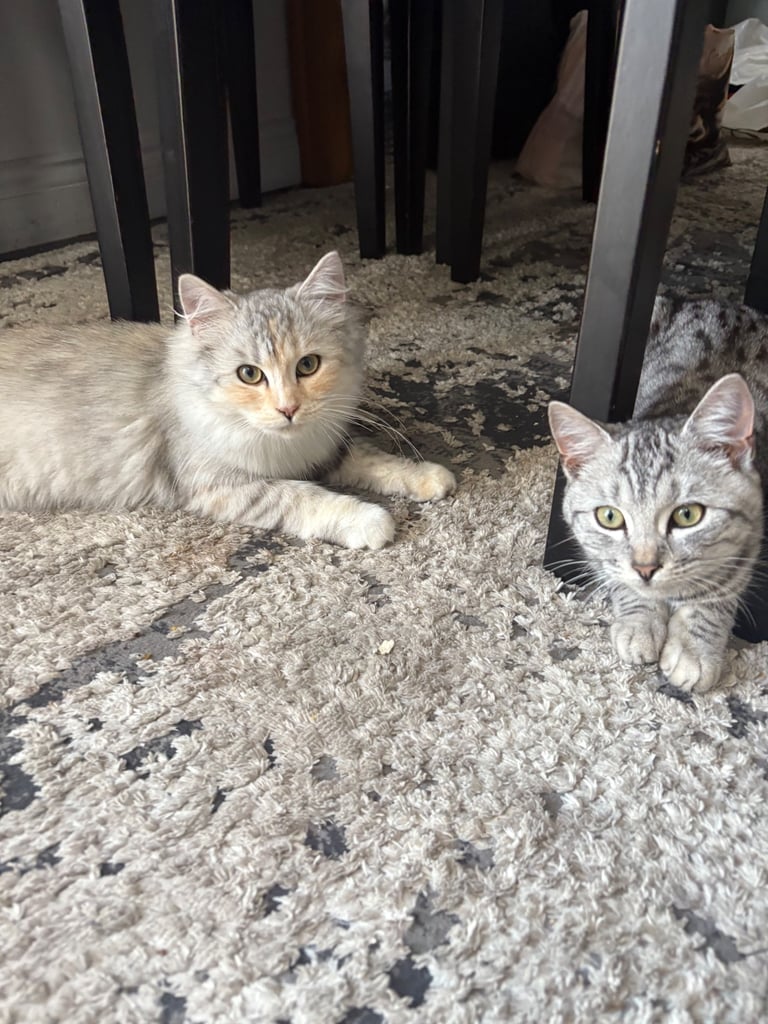 2 TWIN KITTENS FOR SALE/need to be gone IMMEDIATELY 