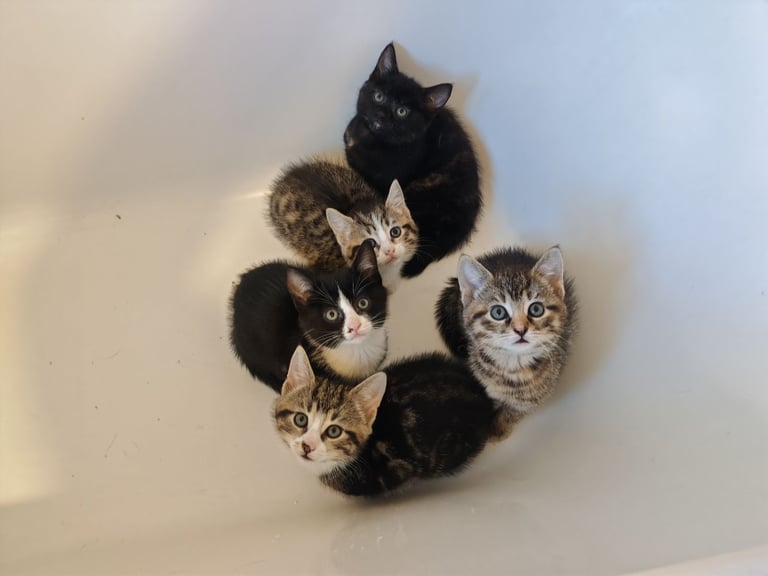 image for Kittens (1 boy, 4 girls)