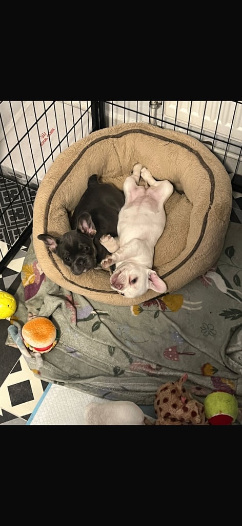 Frenchie puppies READY NOW 