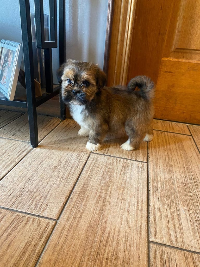 Lhasa apso pups 