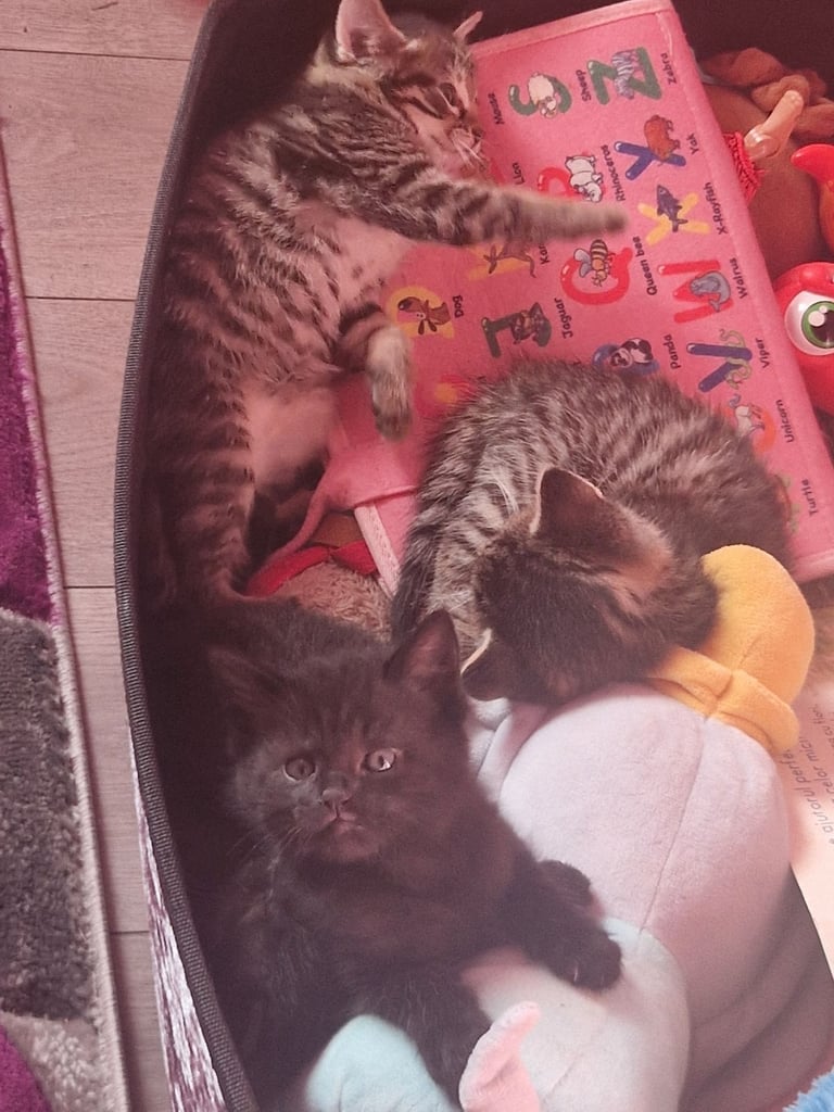 Kittens for sale