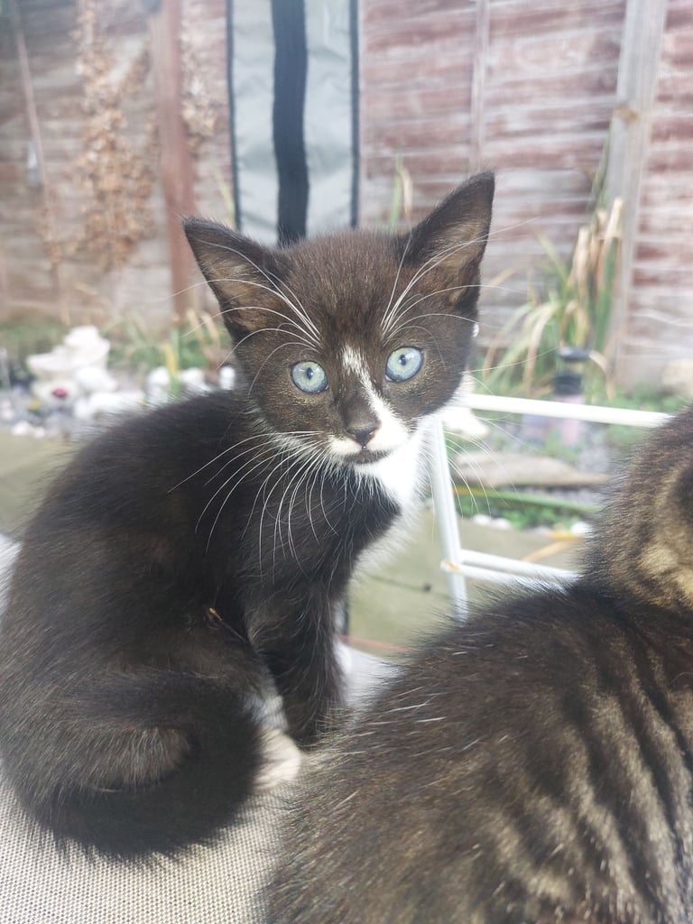 4 gorgeous kittens for sale. 