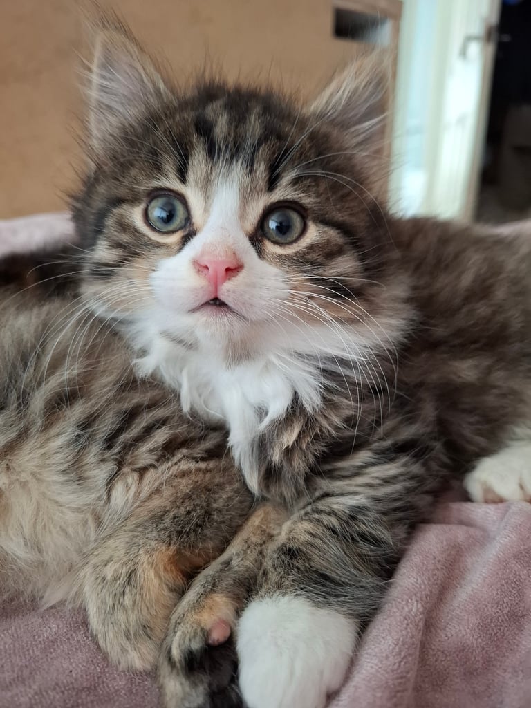 4 very fluffy kittens 8 weeks and Salem 4 months
