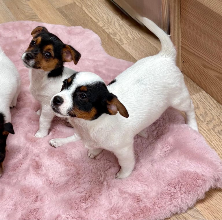 Traditional Miniature Jack Russell Puppies!