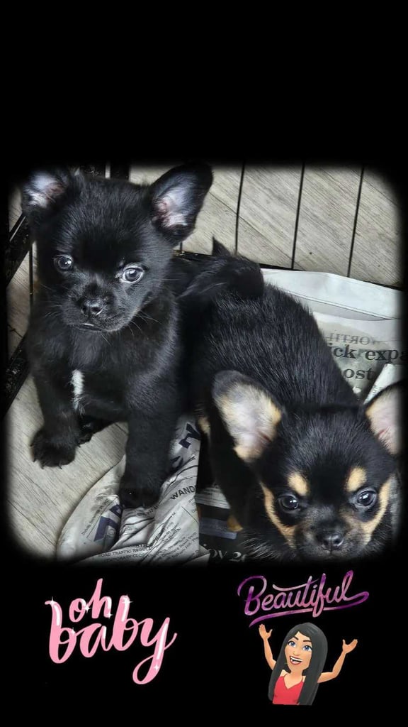 Stunning Frenchies 