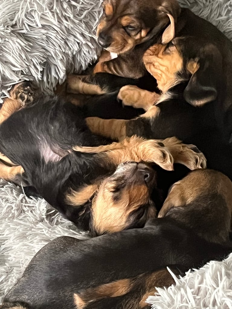 Doxle cross puppies 