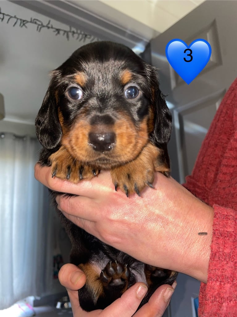 Long Haired Dachshund Puppies READY NOW!