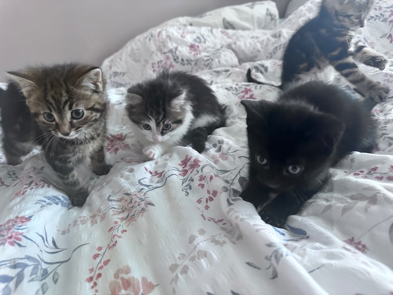 Kittens looking for home