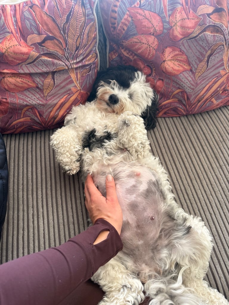 Cavapoo puppies for sale 4 weeks old