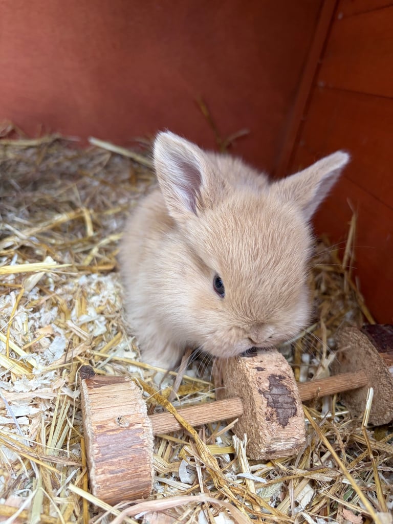 image for Baby bunnies for sale 