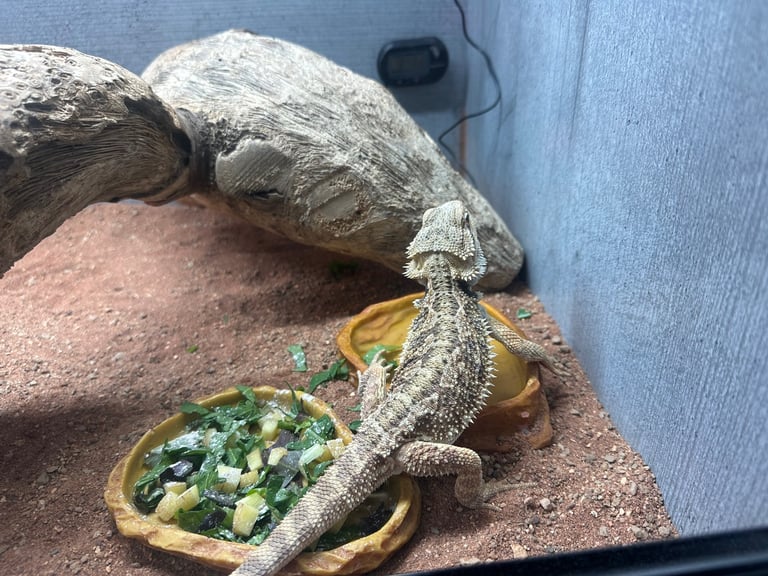 6 month male bearded dragon