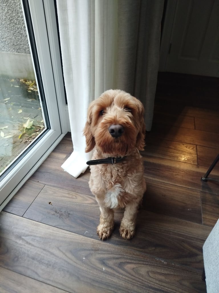 3 year old Cockapoo