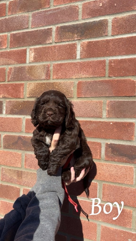 KC Cocker Spaniel Puppies