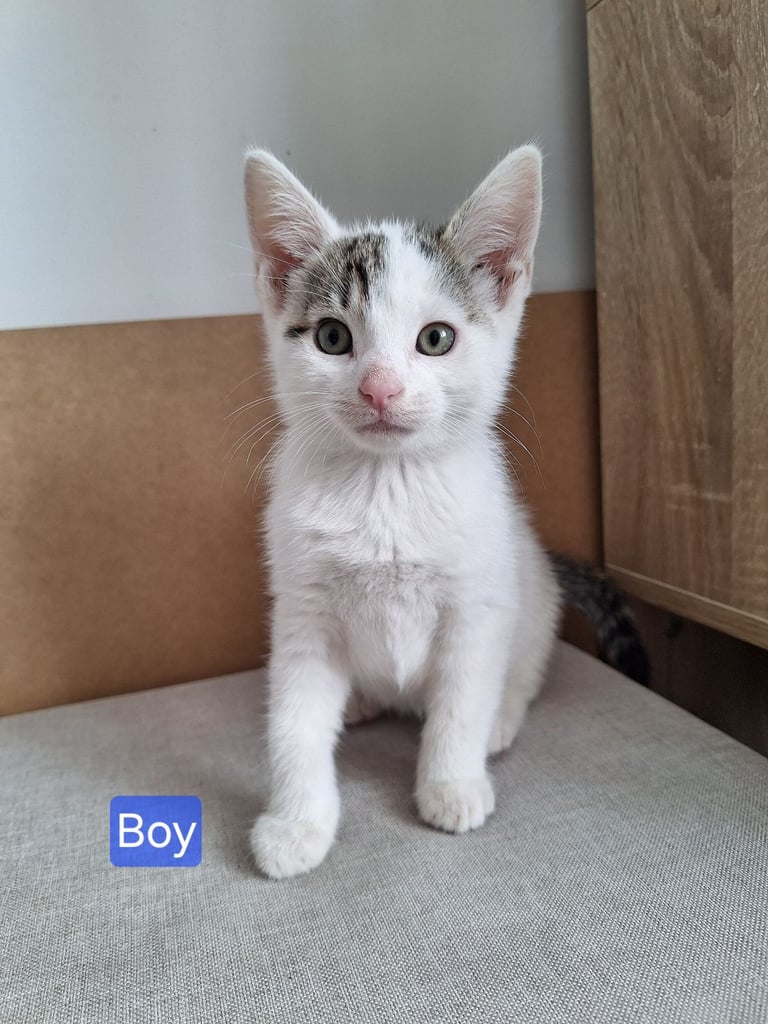  Kittens for sale 