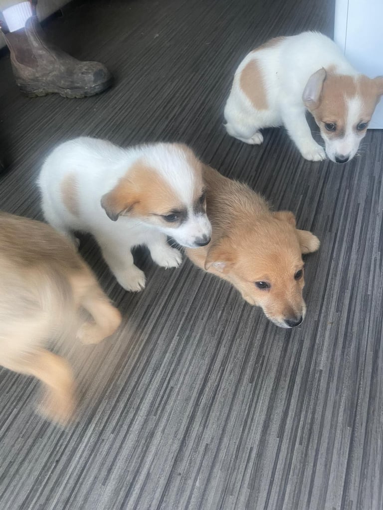 Jack x chihuahua puppies 