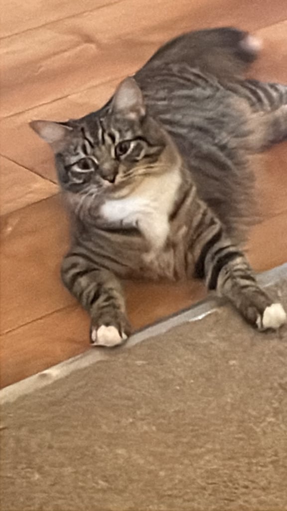 image for Adorable male Tabby