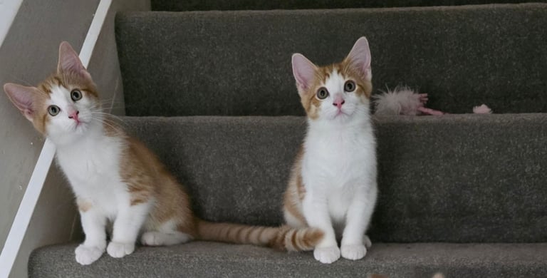 Mainecoon Cross Kittens (READY TO GO)