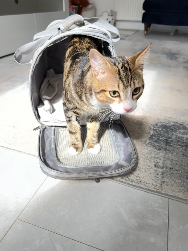 Male tabby cat to be rehomed