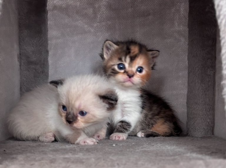 Adorable Persian x Bengal Kittens Ready for Their Forever Homes 