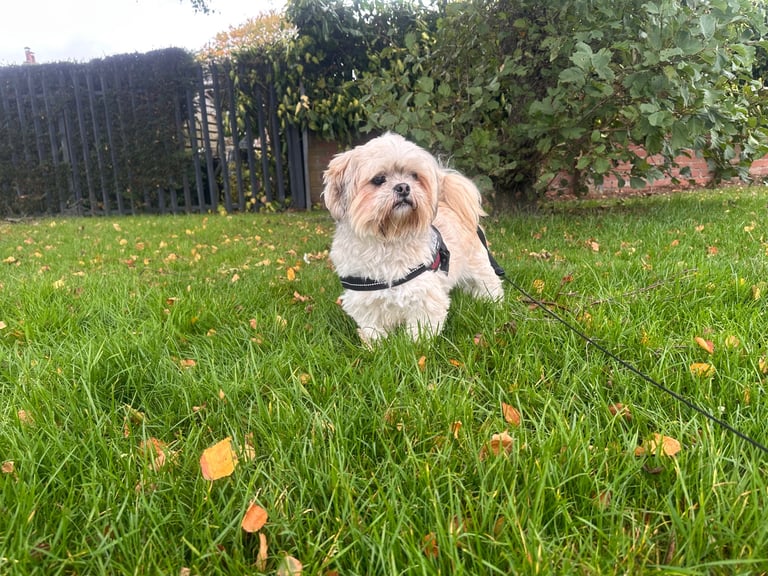 Lhasa Apso girl