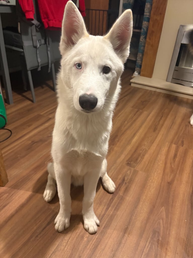 image for White husky with tan markings 
