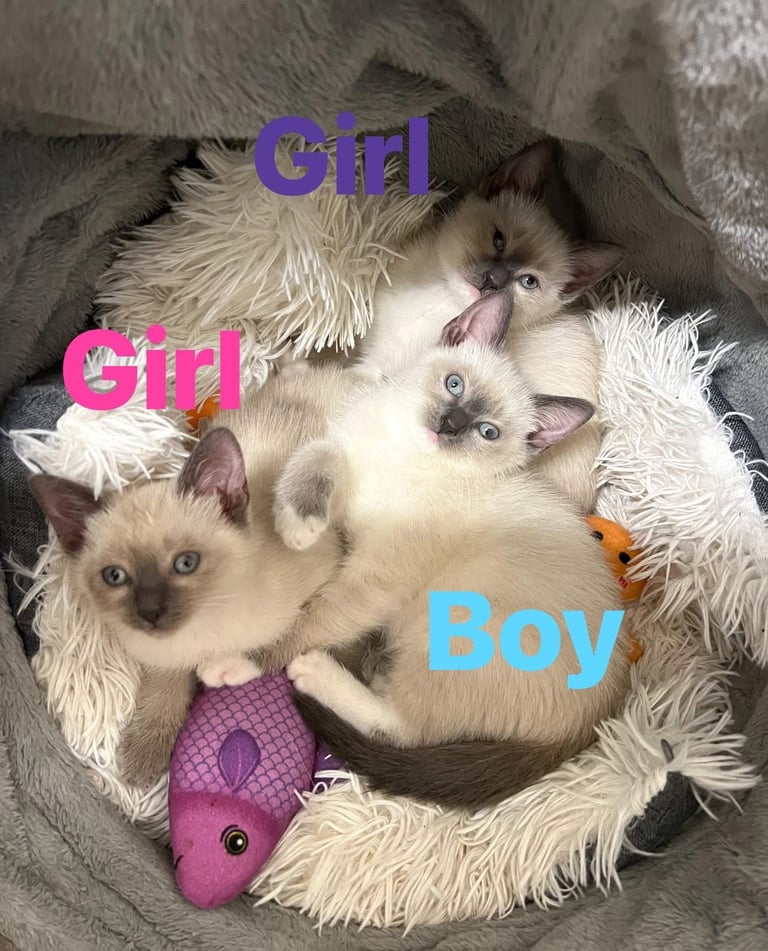 Adorable Ragdoll kittens for sale 