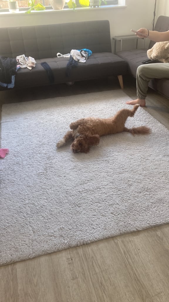Beautiful Cavapoochon