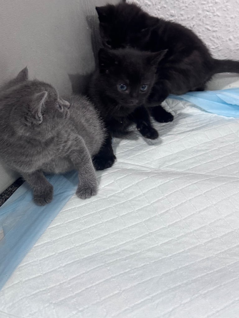 Russian blue kittens 