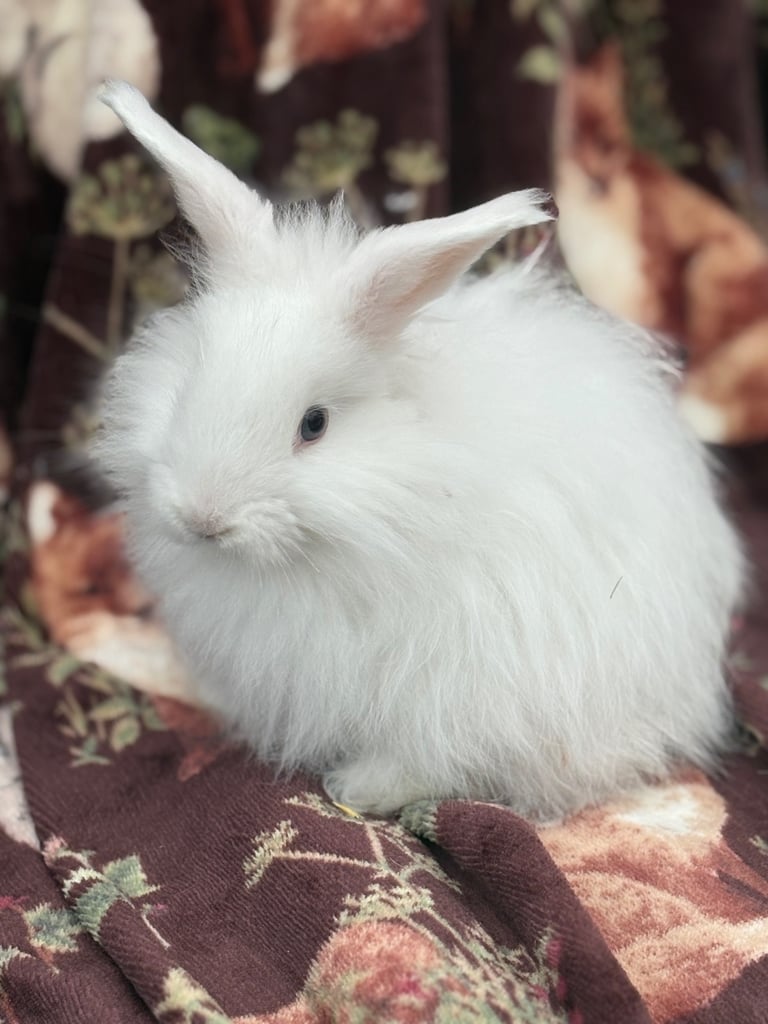 Indoor raised lion lops- vaccinated 