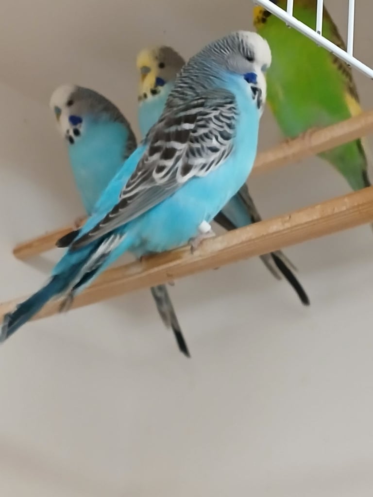 Baby Budgies and 7 mouth old Budgies