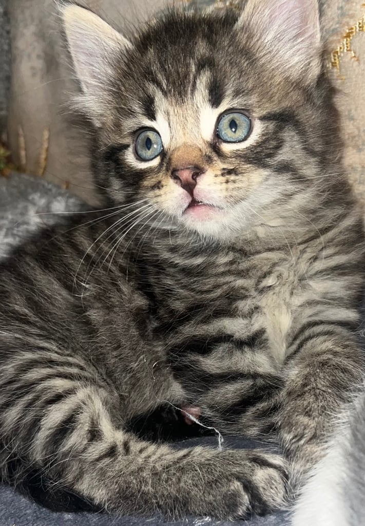 Egyptian mau x kittens