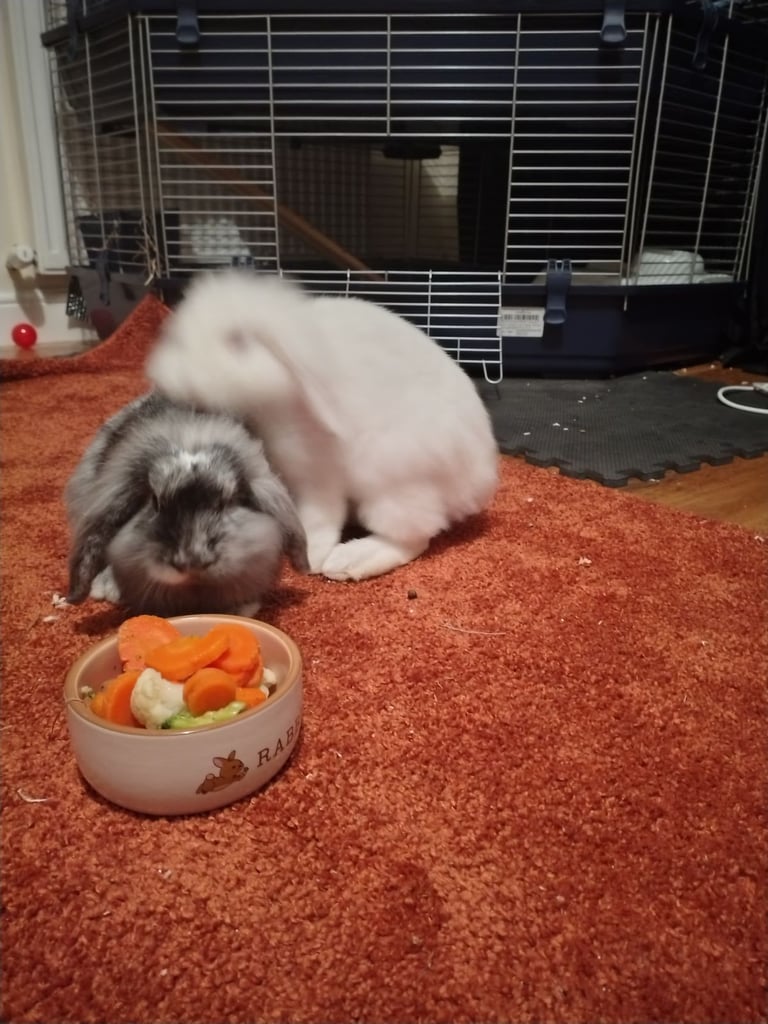 Pet rabbits and cage 