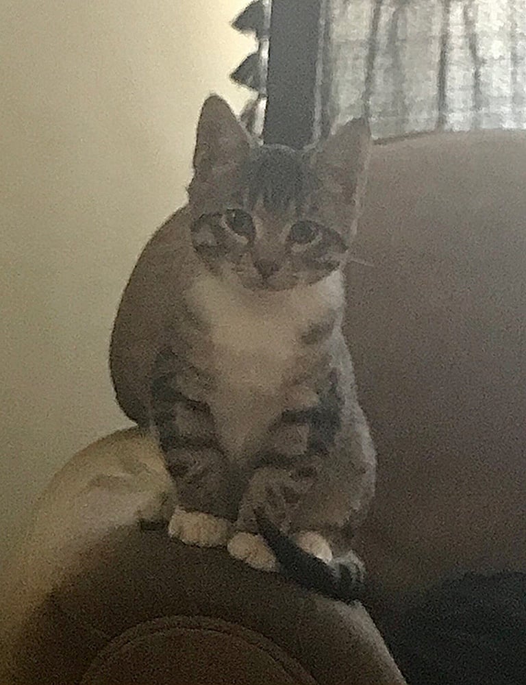 One half bengal kittens looking for a forever home