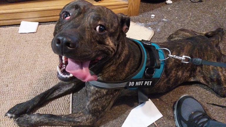 image for Staffordshire bull terrier 