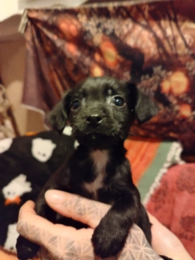 Patterdale Puppy