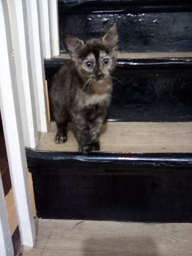 4 kittens 3 black 1 tortoise shell 