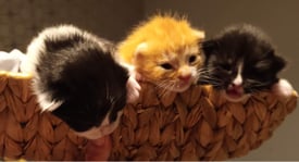 3 beautiful fluffy kittens 