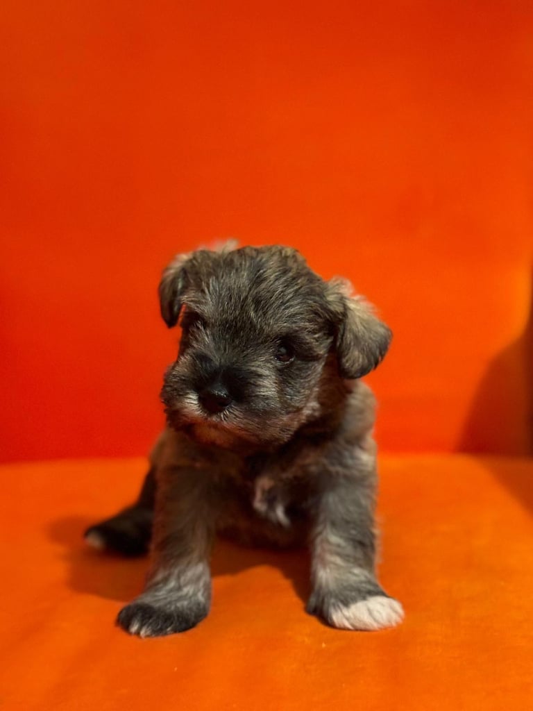 Miniature schnauzer puppies 