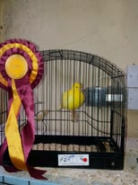 fife canaries for sale in leicestershire