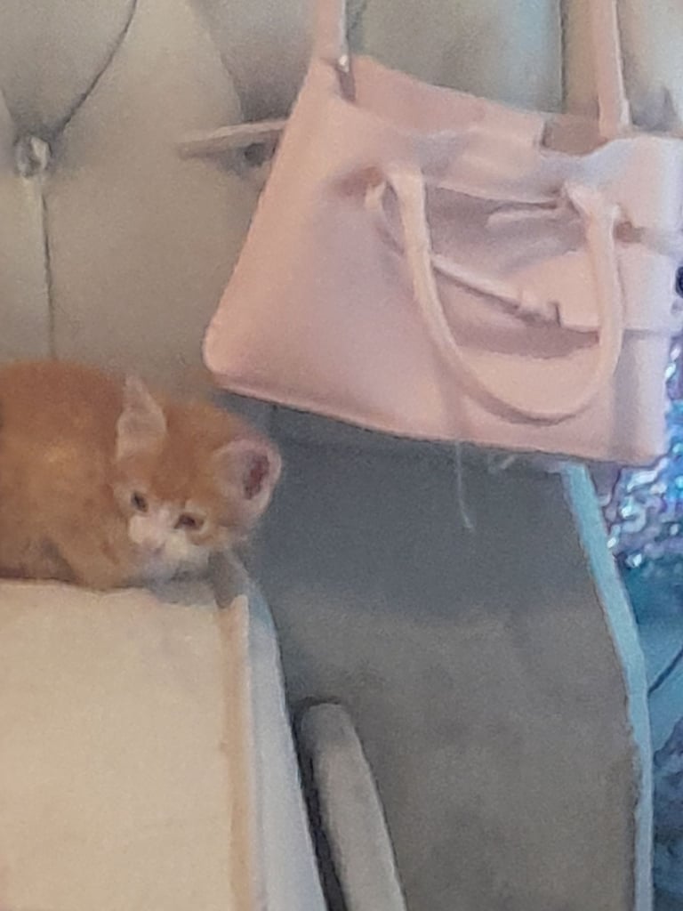 Small kitten 