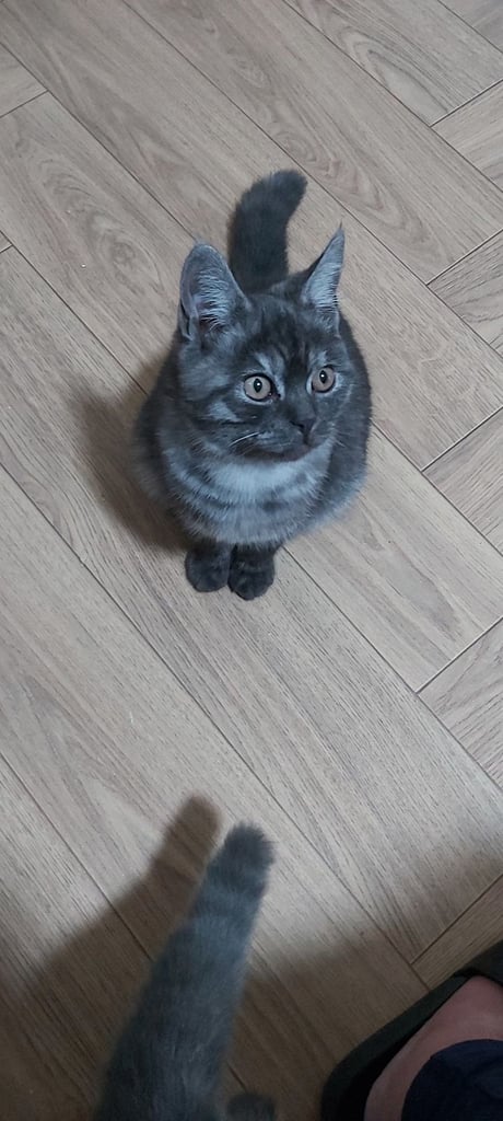 Beautiful kittens for sale