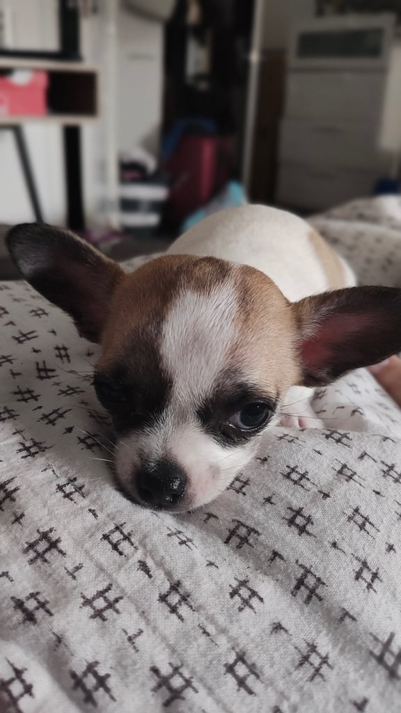 Chihuahua puppy for sale ( girls )