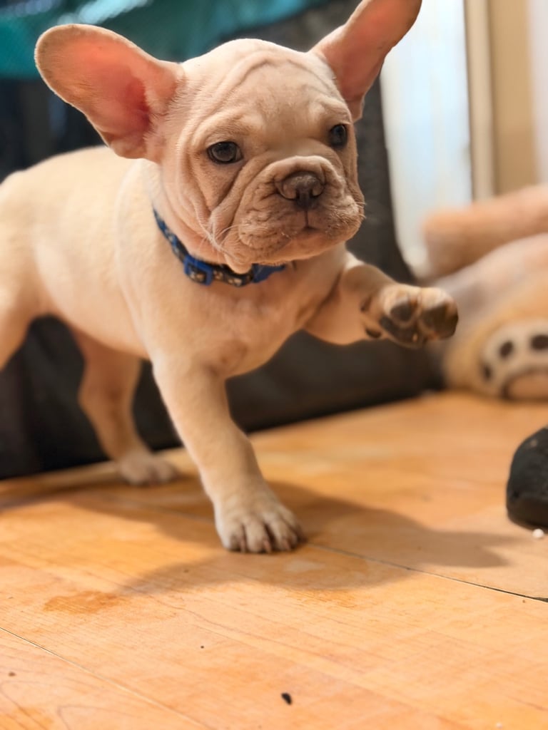 Beautiful White Frenchies READY NOW