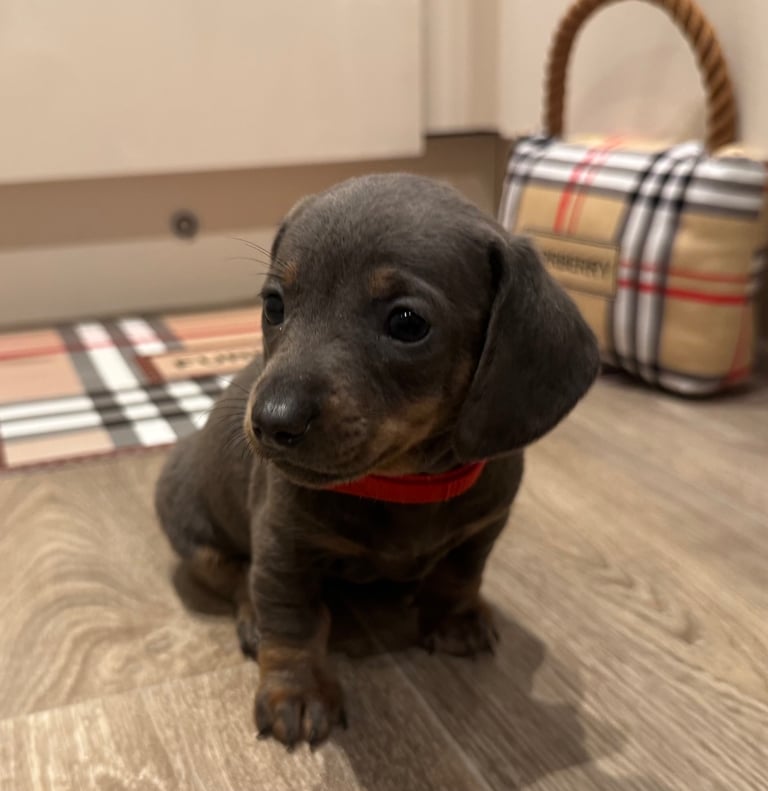 Miniature dachshund puppies