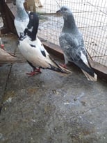 afghan pigeons for sale