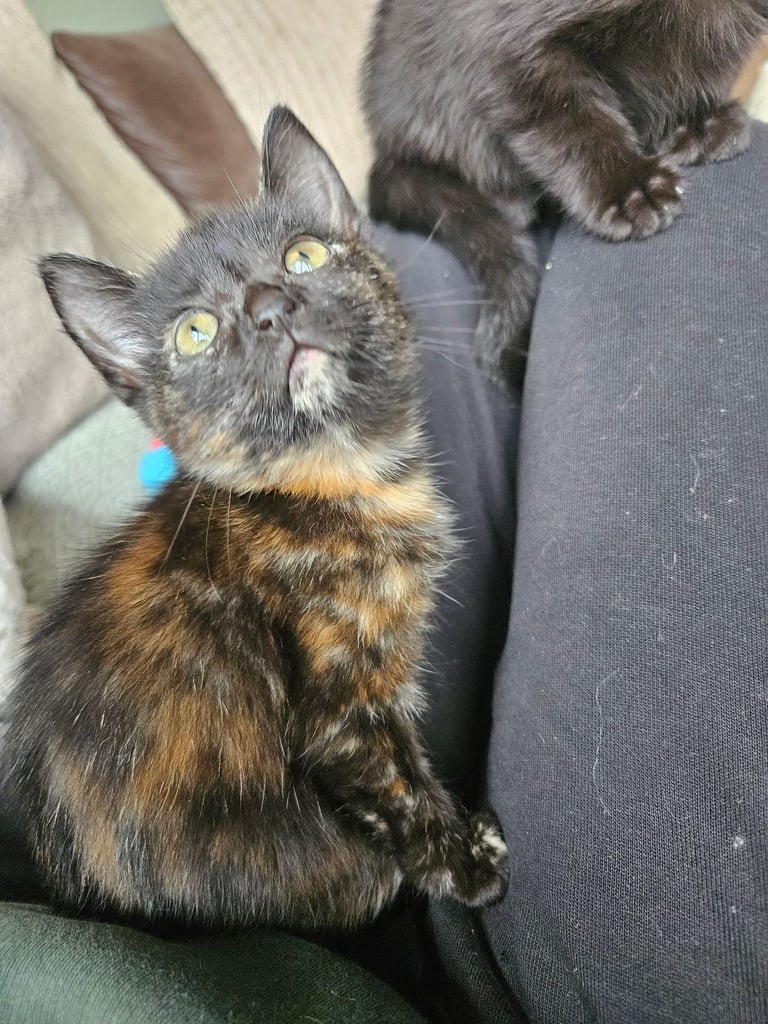 X1 female tortoiseshell kitten & X2 black & white female kittens available 