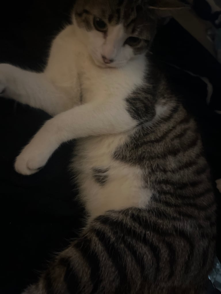 2 cats for sale  full pedigree f4 Bengal and a tabby cross price in description